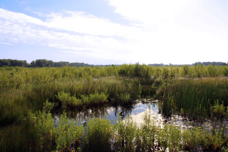 Restoring A Lost Landscape At Midewin National Tallgrass Prairie ...