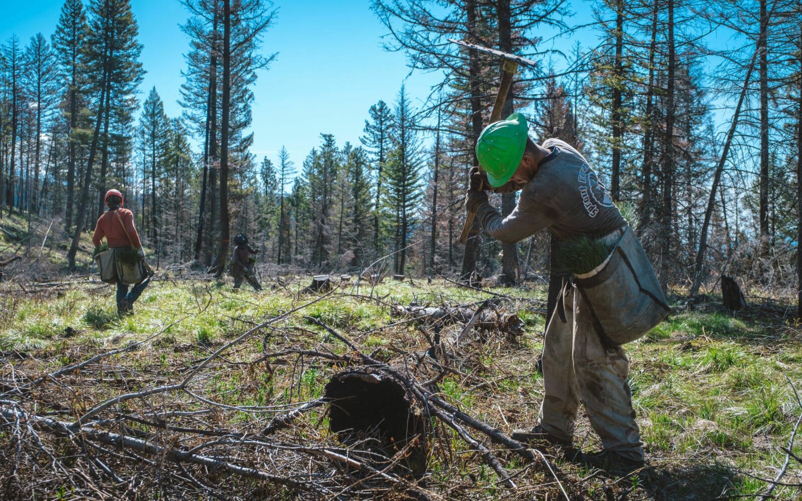 2021 in Review: 7.3 Million Trees Planted on 21,000 Acres of Public ...