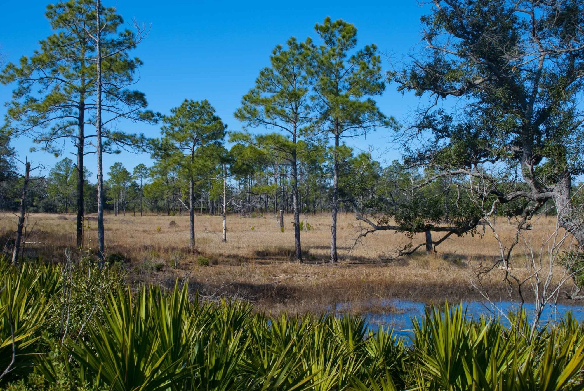 Swamp Slogging and Scrub Busting on the Florida Trail - National Forest ...