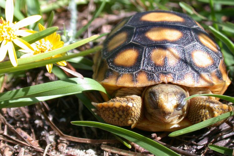 Restoring Longleaf Pine Forests and Keystone Species Habitat - National ...