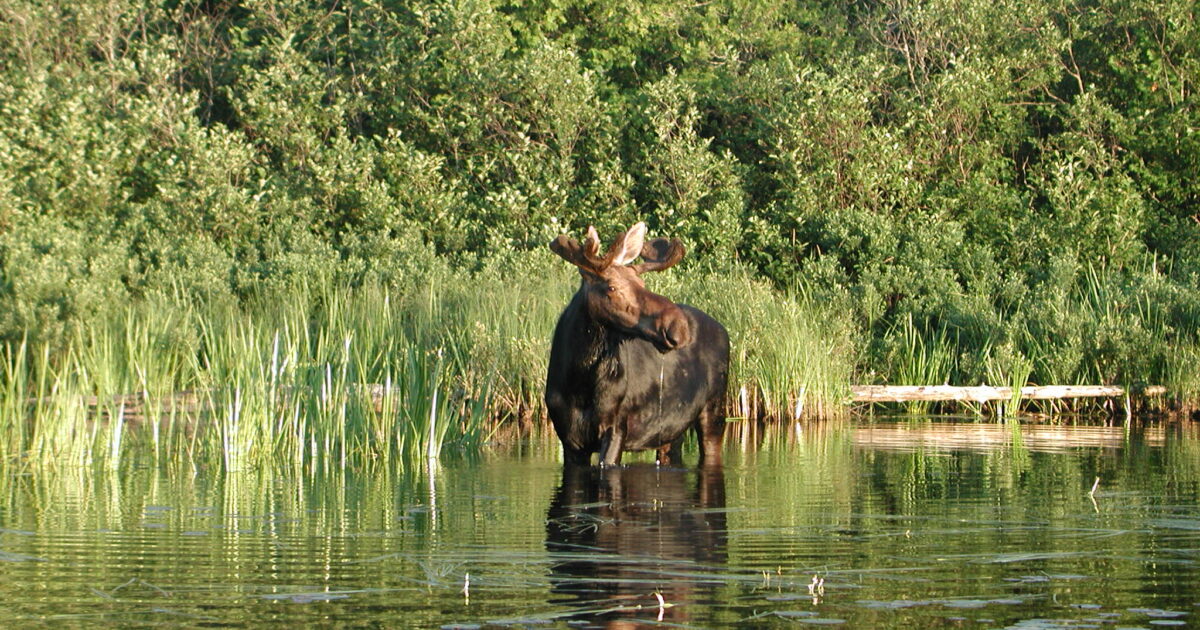 Seven Things to know about Moose - National Forest Foundation