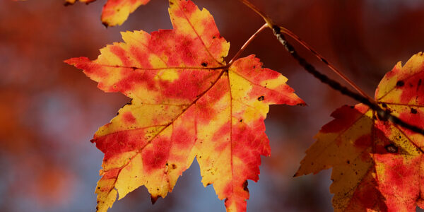 The State of Maple on the White Mountain National Forest - National ...