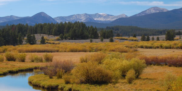 what-are-the-differences-between-national-parks-and-national-forests