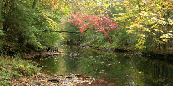 Daniel Boone National Forest: A Weeks Act Forest Profile - National ...