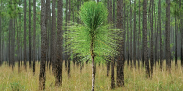 Restoring Longleaf Pine Forests And Keystone Species Habitat - National ...