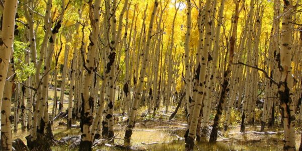 Tree Profile: Aspen - So Much More Than A Tree - National Forest Foundation