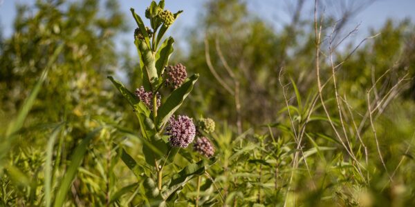 Midewin National Tallgrass Prairie Turns 25! - National Forest Foundation