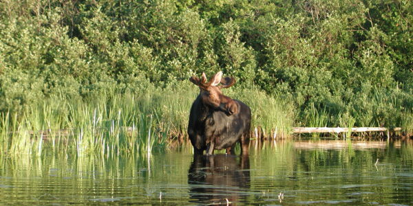 Seven Things To Know About Moose - National Forest Foundation