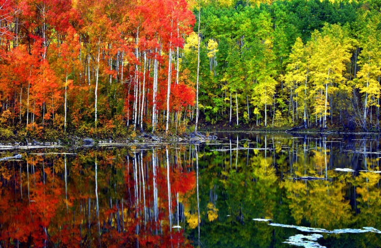 Sixteen National Forests Near National Parks - National Forest Foundation