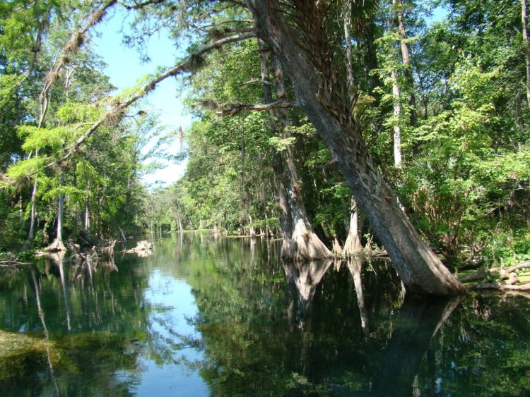 Florida Forests - National Forest Foundation