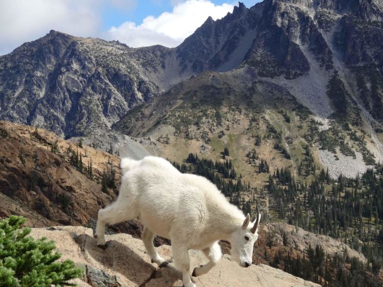 Eight Facts About Mountain Goats You Should Know National Forest Foundation