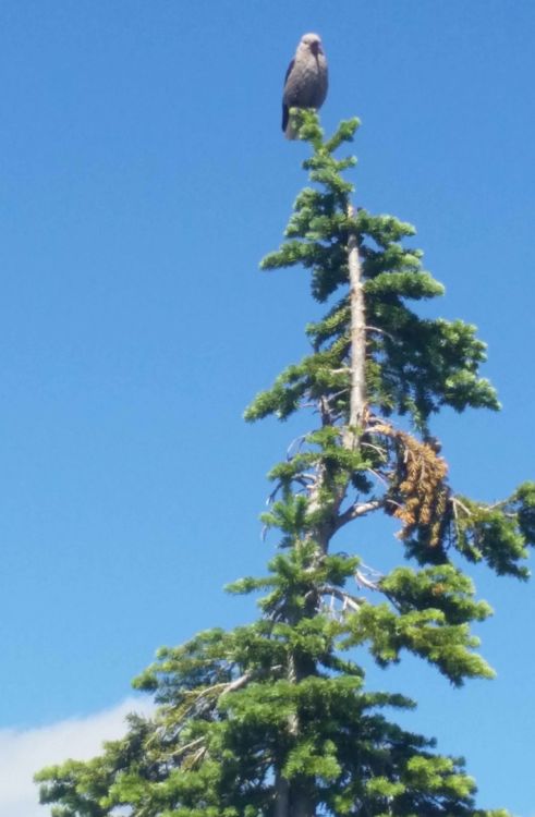 Whitebark Pine In The Lightning Creek Treasured Landscape - National ...