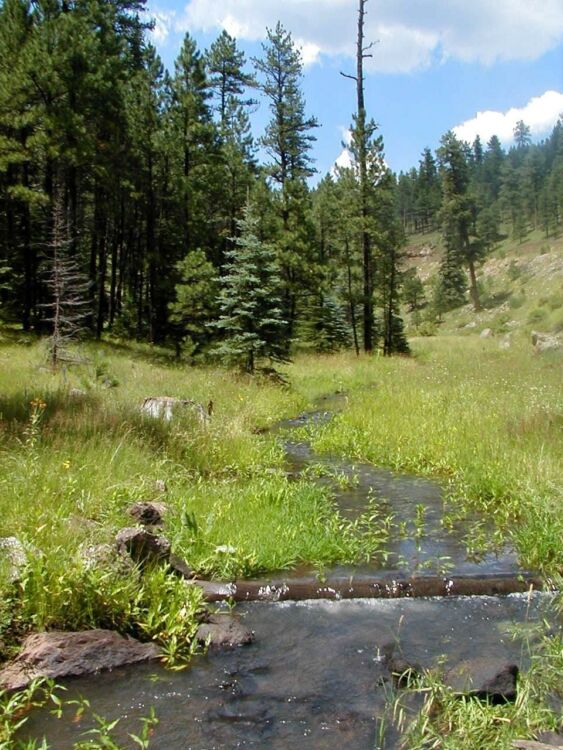 Apache-Sitgreaves National Forest - National Forest Foundation