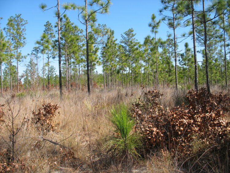 Top Ten Tree Species We Plant on National Forests - National Forest ...