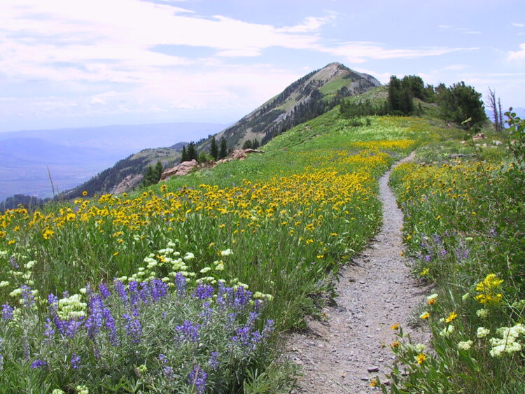 Uinta National Forest National Forest Foundation   UWC NF Trail To Ben Lomond Peak USFS 